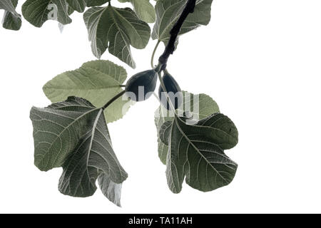 Fig leaves and figs on a fig tree Ficus carica against a white background Stock Photo