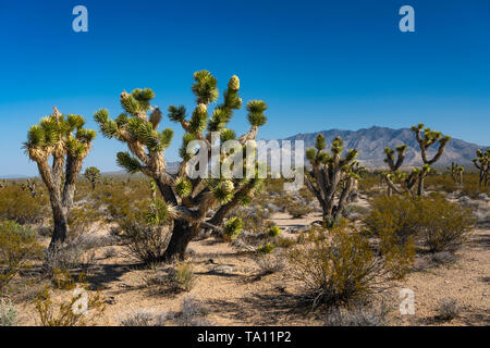 A Joshua Tree forest blooming in the Mojave Desert near Cima, California, USA. Stock Photo