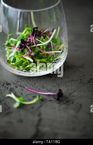 Trendy mixed organic micro greens sprouts in glass with water drops on dark background close-up.Young fresh watercress and red kale sprouts Stock Photo