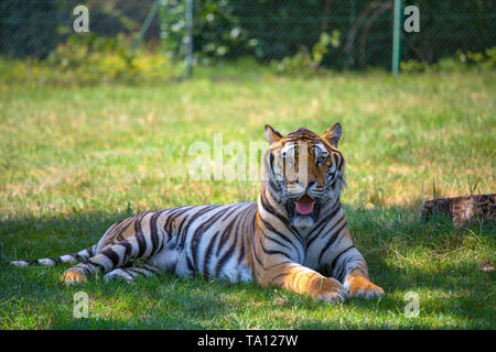 Tiger sits on the grass in an open space looking at the camera. Stock Photo