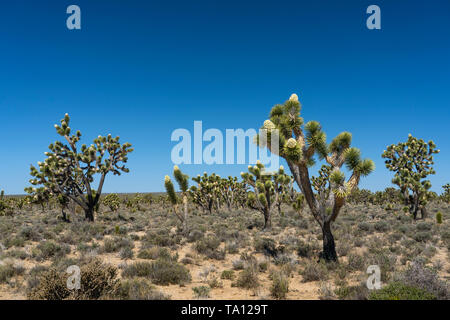 A Joshua Tree forest blooming in the Mojave Desert near Cima, California, USA. Stock Photo