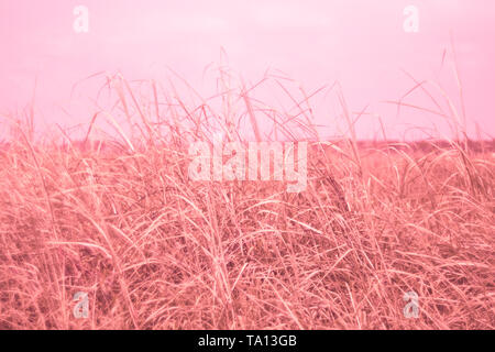 Pretty Field Pink Grass  Nature  love background Stock Photo