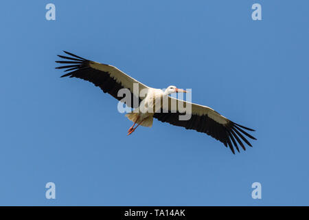 close-up isolated white stork (ciconia ciconia) in flight, blue sky Stock Photo