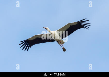 isolated white stork (ciconia ciconia) in flight, spread wings, blue sky Stock Photo