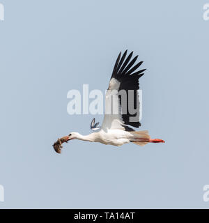 white stork (ciconia) flying with nesting material, blue sky Stock Photo