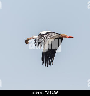 natural white stork (ciconia) in flight with nesting material Stock Photo