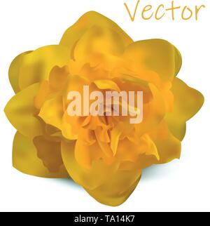 3d realistic narcissus isolated on white background. Vector illustration. Stock Vector