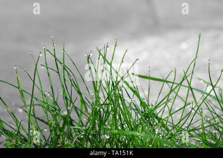 Morning dew drops on green blades of grass Stock Photo
