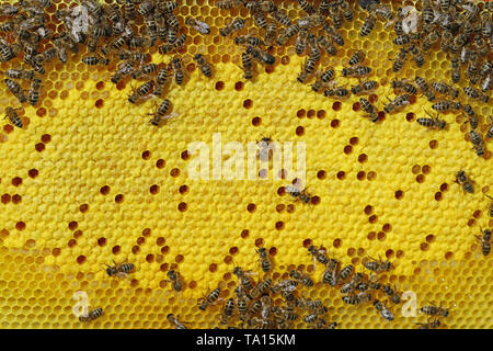 Bees on honeycomb with brood cells background Stock Photo
