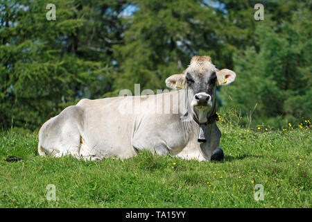 Portrait of a white cow lying in the meadow Stock Photo