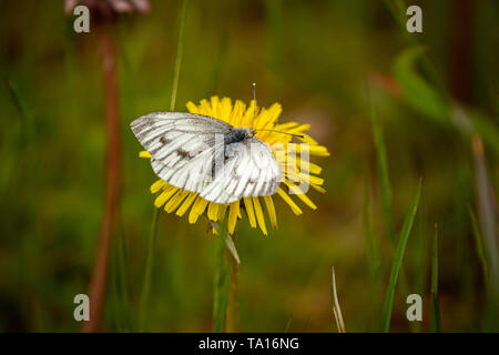 Wood White Butterfly at Bells Mill, West Midlands, UK Stock Photo