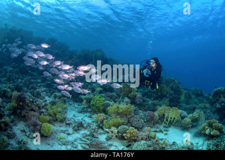 Female scuba diver photographs school of big-eyed soldierfish on a coral reef in the Northern Red Sea off the coast of Egypt. Stock Photo