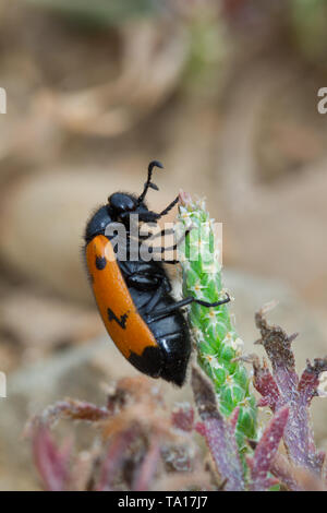 Ant bag beetle feeding on pollen Stock Photo