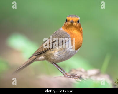 European red robin (Erithacus rubecula) perched on log with bright background in garden Stock Photo