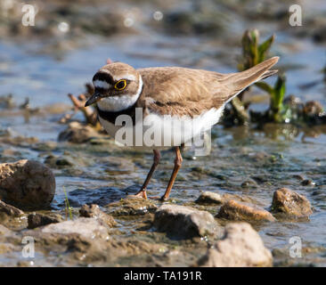 Female Little Ringed Plover in shallow water Stock Photo