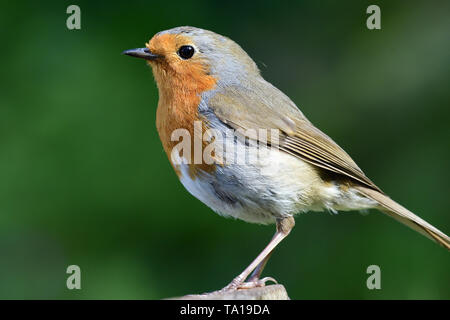 Side view of a Euopean robin (erithacus rubecula) with a green background Stock Photo