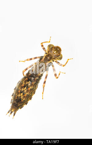 A dragonfly nymph, or larva, found in the Dorset Stour river and photographed on a white background. It appears to match the description for the Brown Stock Photo