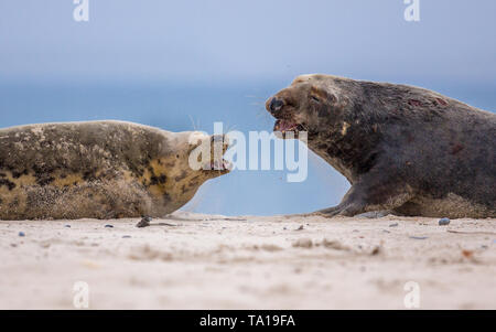 Fighting Grey seal (Halichoerus grypus) males arguing over territory bounderies on beach of Helgoland island, Germany Stock Photo
