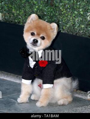 Bentley The Pom at arrivals for Lifetime's Summer Luau, W Los Angeles Wet Deck, Los Angeles, CA May 20, 2019. Photo By: Priscilla Grant/Everett Collection Stock Photo