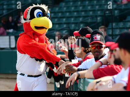 Fargo, ND, USA. 20th May, 2019. The FM Redhawks mascot greets the team at their home opener, the FM Redhawks game against the Milwaukee Milkmen in American Association professional baseball at Newman Outdoor Field in Fargo, ND. Milwaukee won 5-3. Photo by Russell Hons/CSM/Alamy Live News Stock Photo