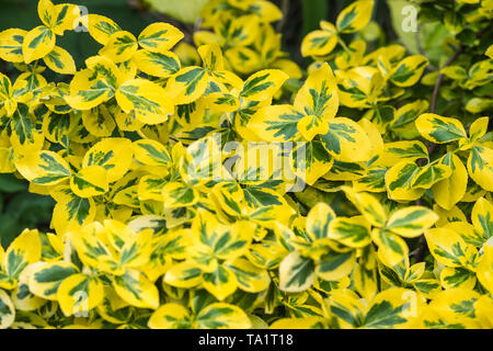 Euonymus, likely Euonymus fortunei 'Emerald and Gold' shrub with variegated green and yellow foliage leaves. in Spring (May) in West Sussex, UK. Stock Photo