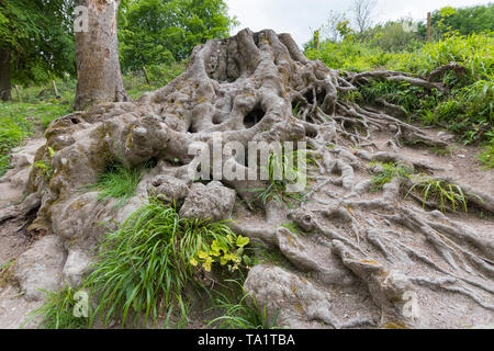 Ancient above ground tree roots from an old chopped down tree. Stock Photo
