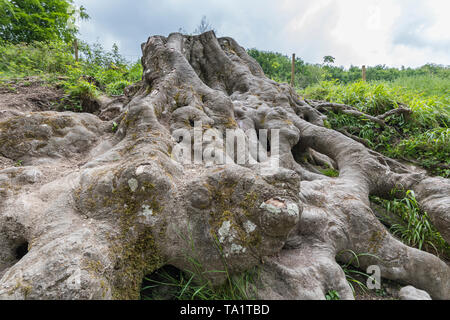 Ancient above ground tree roots from an old chopped down tree. Stock Photo
