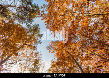 Large autumn trees seen from below towards the sky Stock Photo