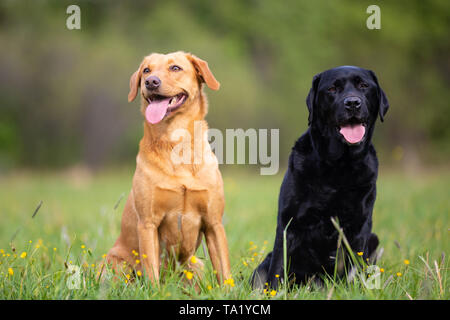 Two Labrador Retriever dogs. Small depth of field Stock Photo
