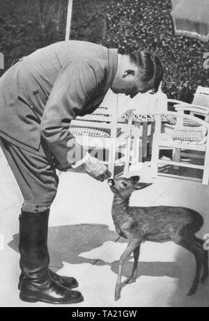 Adolf Hitler playing with a fawn at the Berghof on the Obersalzberg. Stock Photo