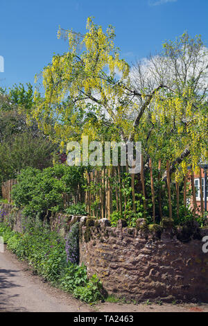 A corner of a garden in Somerset, UK, with yellow laburnum flowers cascading over a sandstone wall. Stock Photo