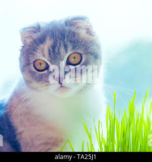 Cute cat protrait and wheat grass on white background . Stock Photo