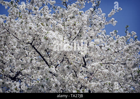 Cherry branch with a large number of white flowers against the blue sky. Stock Photo