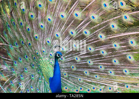 Peacock with its tail displayed Stock Photo