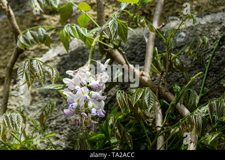 The flowers of a Chinese wisteria (Wisteria sinensis) Stock Photo