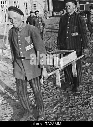Prisoners in the Sachsenhausen concentration camp during forced labor. On the left side of the prison uniform are sewn the prisoner numbers and a colored triangle. The triangle marked the prisoners as belonging to a particular group of inmates. Stock Photo