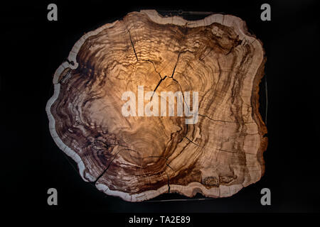 375 year old Montezuma bald cypress / Montezuma cypress (Taxodium mucronatum) cross-cut / cross section showing annual growth rings / tree rings Stock Photo