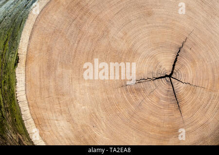 African teak / afromosia / afrormosia (Pericopsis elata) hardwood cross-cut / cross section showing annual growth rings / tree rings Stock Photo