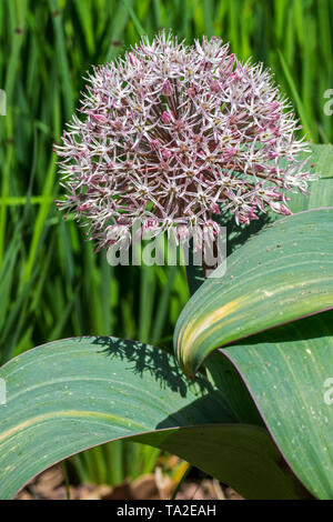 Allium karataviense / Allium cabulicum in flower, Asian species of onion Stock Photo