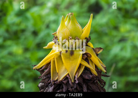 Chinese dwarf banana / golden lotus banana / Chinese yellow banana (Musella lasiocarpa / Ensete lasiocarpum / Musa lasiocarpa) in flower, China Stock Photo