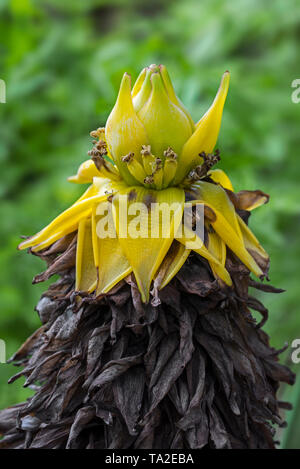 Chinese dwarf banana / golden lotus banana / Chinese yellow banana (Musella lasiocarpa / Ensete lasiocarpum / Musa lasiocarpa) in flower, China Stock Photo