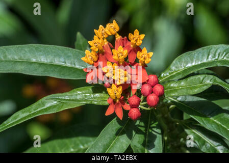 Croton / Joseph’s coat (Codiaeum variegatum var. pictum) tropical, monoecious flowering shrub native to Southern India, Sri Lanka, Malaysia, Australia Stock Photo