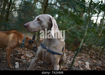 Dogs sniffing each other whilst out walking in the forest Stock Photo