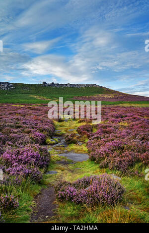 UK,South Yorkshire,Peak District,Near Sheffield, approach to Higger Tor with Heather in full bloom Stock Photo