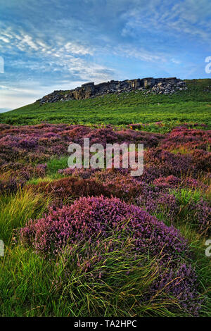 UK,South Yorkshire,Peak District,Near Sheffield, approach to Higger Tor with Heather in full bloom Stock Photo