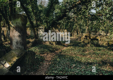 old matzevah covered with ivy on jewish cemetery in the city of Czestochowa in Polnad Stock Photo