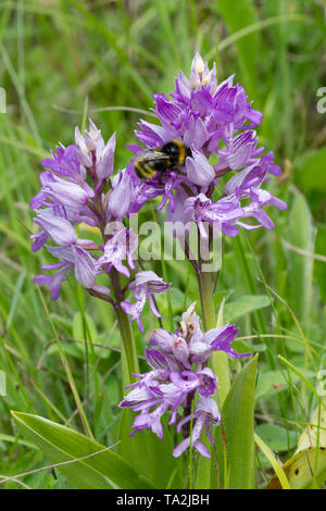 Bumblebee on a military orchid (Orchis militaris) at Homefield Wood, Buckinghamshire, UK Stock Photo