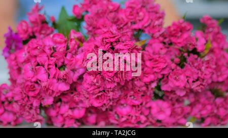 Bouquet of purple turkish carnation Stock Photo