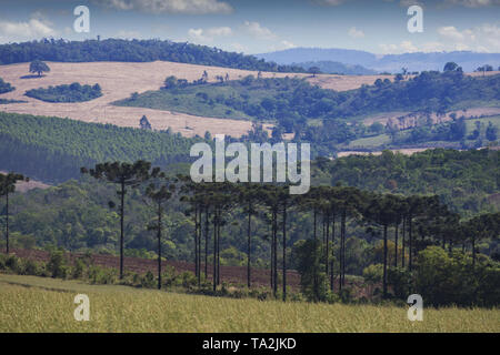 Araucaria tree (Araucaria angustifolia) Stock Photo