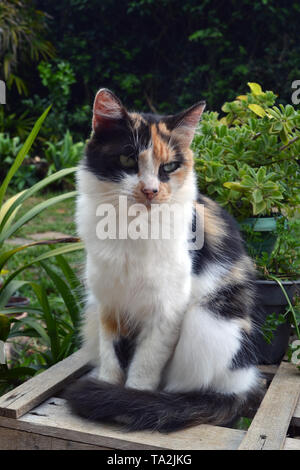 cute three-colored cat standing Stock Photo
